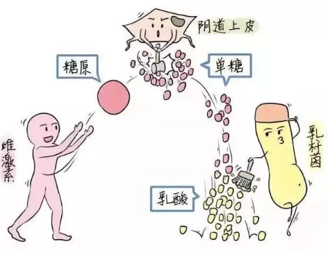 微生態91黄瓜视频下载廠家教您如何觀察分泌物樣本性狀