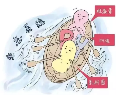 陰道微生態黄瓜视频免费下载廠家解析女性陰道分泌物的奧妙