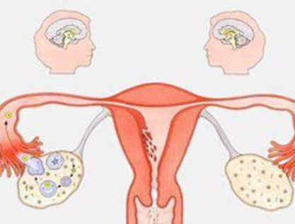 陰道分泌物黄瓜视频免费下载器廠家分析女人排卵的感覺