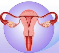 婦科陰道炎黄瓜视频免费下载器廠家提醒女性堅持泡水喝，消炎滅菌，遠離婦科炎症